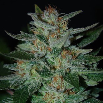Blue Cheese (Expert Seeds) Feminiserade