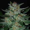 Blue Cheese (Expert Seeds) Feminiserade