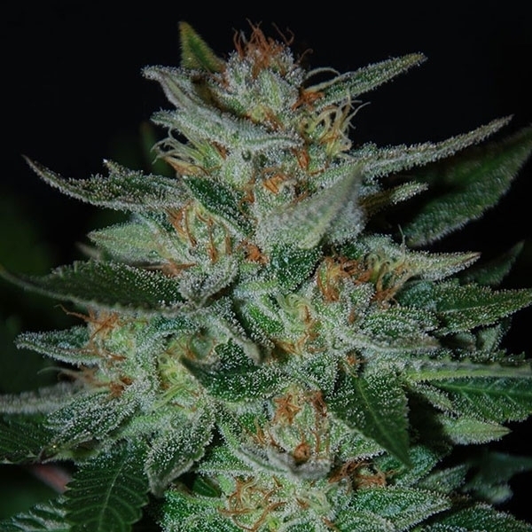 Blue Cheese (Expert Seeds) Feminiserade