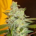 Northern Lights (Expert Seeds) Feminiserade