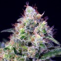 Cream Caramel (Sweet Seeds) Feminiserade