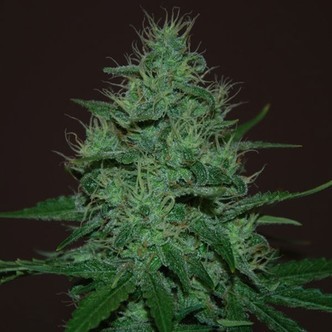 Amnesia Haze Auto (Expert Seeds) feminiserade