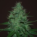 Amnesia Auto (Expert Seeds) Feminiserade
