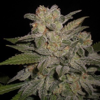 Northern Lights Auto (Expert Seeds) Feminiserade
