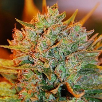 Northern Light x Big Bud Auto (Expert Seeds) feminiserade cannabisfr&ouml;n