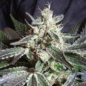 Black Jack (Sweet Seeds) Feminiserade