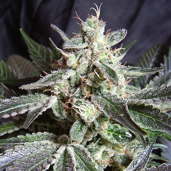 Black Jack (Sweet Seeds) Feminiserade