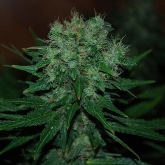 Blue Cheese Auto (Expert Seeds) feminiserade cannabisfr&ouml;n