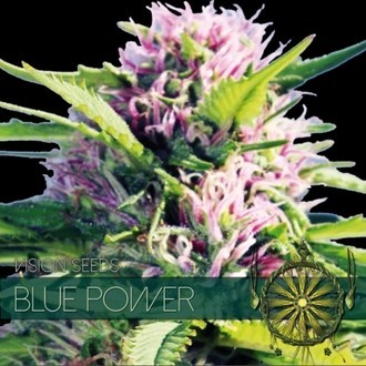 Blue Power (Vision Seeds) Feminiserade