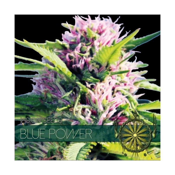 Blue Power (Vision Seeds) Feminiserade