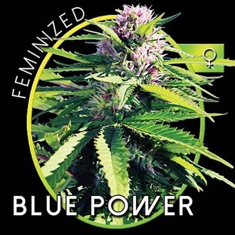 Blue Power (Vision Seeds) Feminiserade