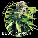 Blue Power (Vision Seeds) Feminiserade