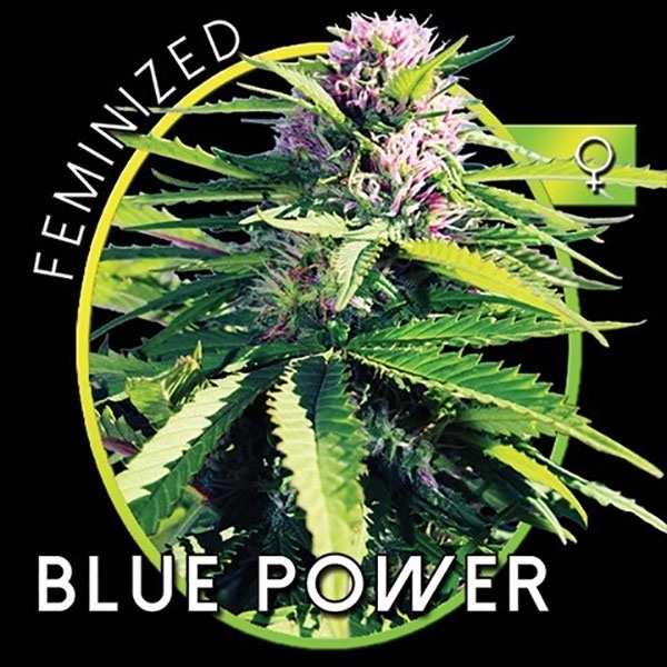 Blue Power (Vision Seeds) Feminiserade