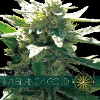 La Blanca Gold (Vision Seeds) Feminiserade