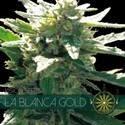 La Blanca Gold (Vision Seeds) Feminiserade