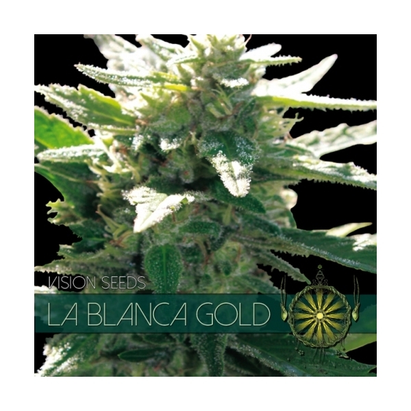 La Blanca Gold (Vision Seeds) Feminiserade