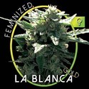 La Blanca Gold (Vision Seeds) Feminiserade
