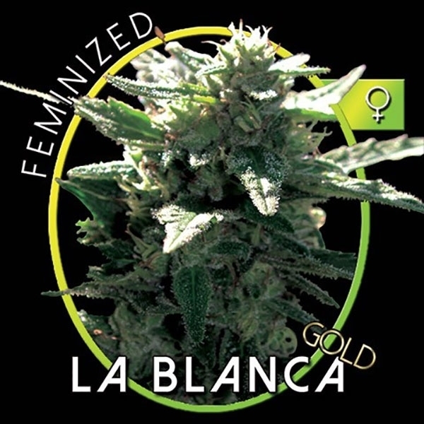 La Blanca Gold (Vision Seeds) Feminiserade
