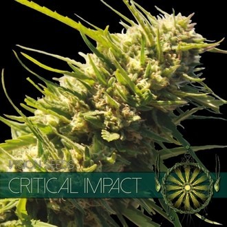 Critical Impact (Vision Seeds) Feminiserade