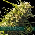 Critical Impact (Vision Seeds) Feminiserade