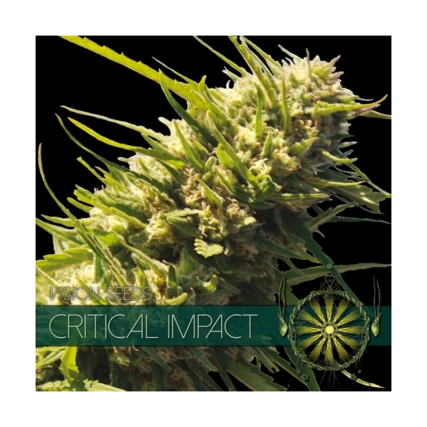 Critical Impact (Vision Seeds) Feminiserade