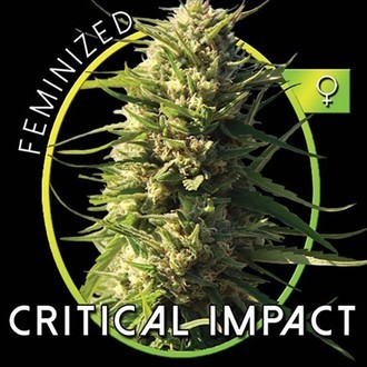 Critical Impact (Vision Seeds) Feminiserade