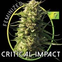 Critical Impact (Vision Seeds) Feminiserade