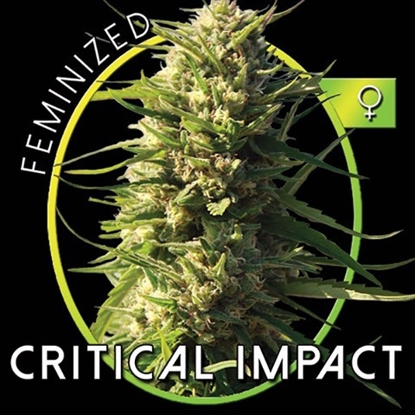 Critical Impact (Vision Seeds) Feminiserade