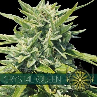 Crystal Queen (Vision Seeds) feminiserade