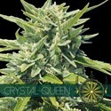 Crystal Queen (Vision Seeds) Feminiserade
