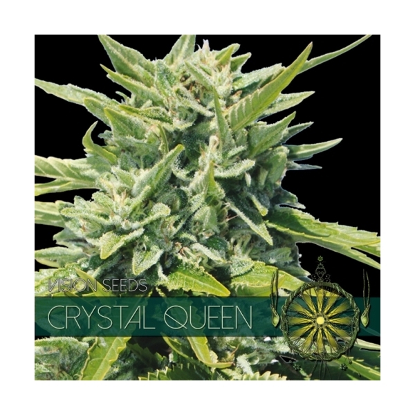 Crystal Queen (Vision Seeds) Feminiserade
