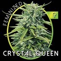 Crystal Queen (Vision Seeds) Feminiserade