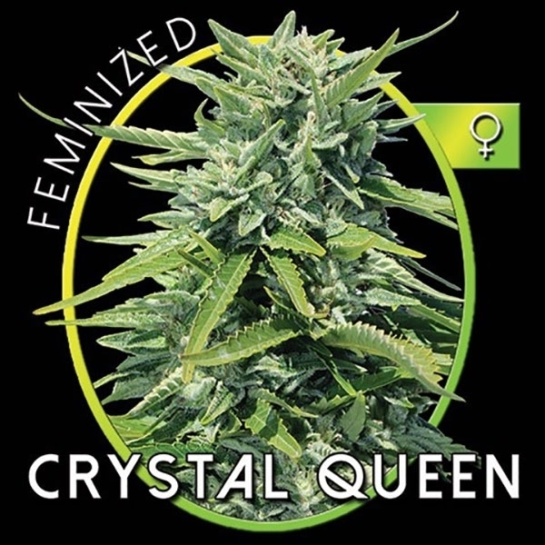 Crystal Queen (Vision Seeds) Feminiserade