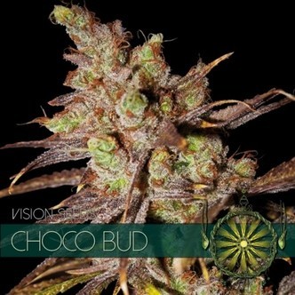 Choco Bud (Vision Seeds) feminiserade