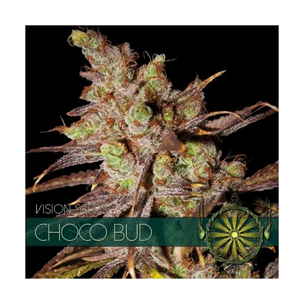 Choco Bud (Vision Seeds) Feminiserade