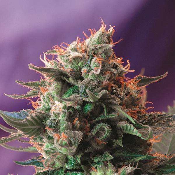 Jack 47 (Sweet Seeds) Feminiserade