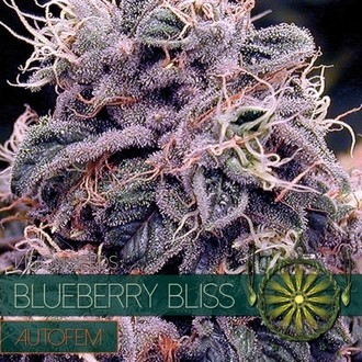 Blueberry Bliss Autoflower (Vision Seeds) Feminiserade