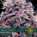 Blueberry Bliss Autoflower (Vision Seeds) Feminiserade