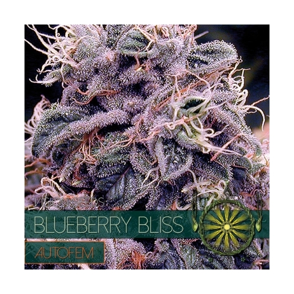 Blueberry Bliss Autoflower (Vision Seeds) Feminiserade