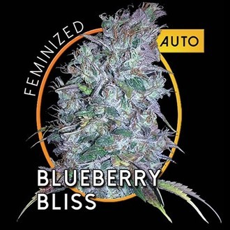 Blueberry Bliss Autoflower (Vision Seeds) Feminiserade