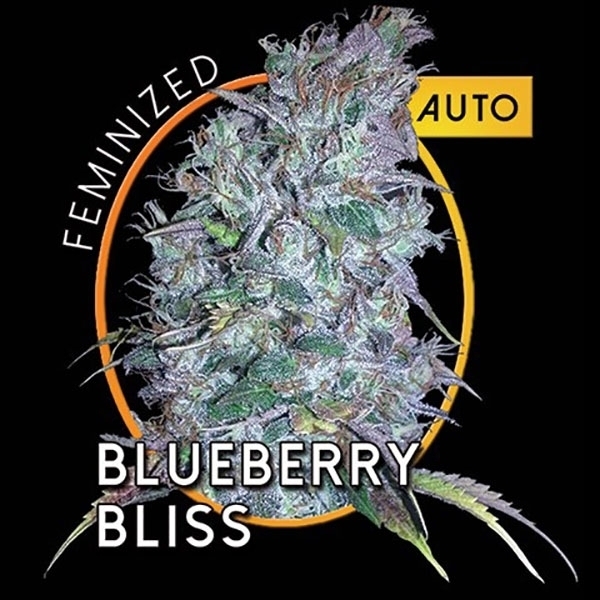 Blueberry Bliss Autoflower (Vision Seeds) Feminiserade