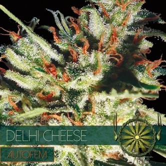 Delhi Cheese Autoflower (Vision Seeds) feminiserade cannabisfr&ouml;n
