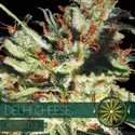 Delhi Cheese Autoflower (Vision Seeds) Feminiserade