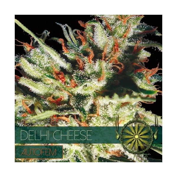 Delhi Cheese Autoflower (Vision Seeds) Feminiserade