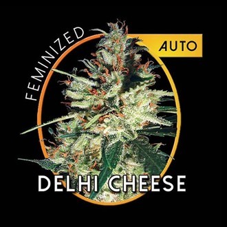 Delhi Cheese Autoflower (Vision Seeds) Feminiserade