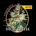Delhi Cheese Autoflower (Vision Seeds) Feminiserade