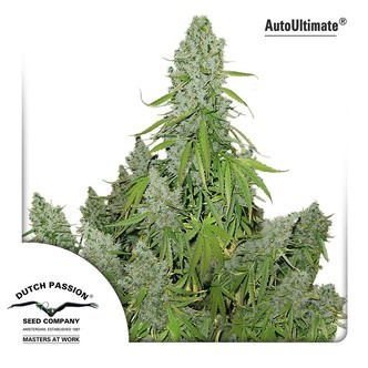 AutoUltimate (Dutch Passion) feminiserade cannabisfr&ouml;n