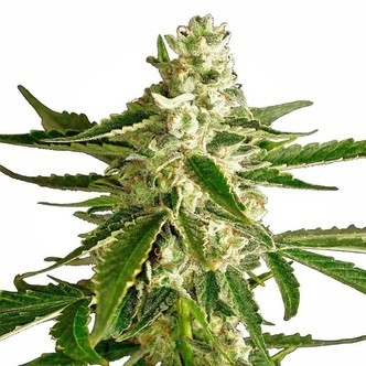 White Diesel Haze Automatic (White Label) feminiserade