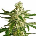 White Diesel Haze Autoflower (White Label) Feminiserade