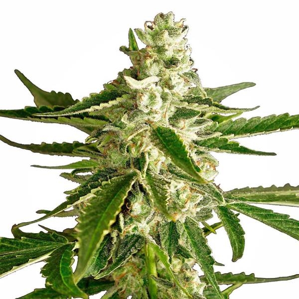 White Diesel Haze Autoflower (White Label) Feminiserade